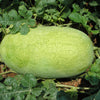 50 CHARLESTON GRAY WATERMELON Citrullus Lanatus Red Fruit Melon Seeds