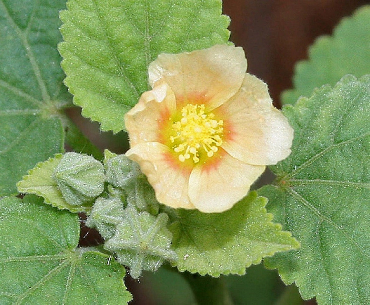100 Country Mallow Seeds – (Bala / Flannel Weed) Sida Cordifolia Flower – photo 6