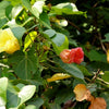 10 PORTIA TREE Yellow Pink Purple Flowers Change Color Pacific Rosewood Tulip Thespesia Populnea Seeds