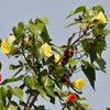 10 PORTIA TREE Yellow Pink Purple Flowers Change Color Pacific Rosewood Tulip Thespesia Populnea Seeds