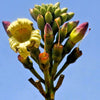 20 INDIAN TRUMPET Flower TREE (Midnight Horror / Broken Bones Plant / Tree of Damocles) Oroxylum Indicum Seeds