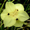 20 YELLOW AFRICAN IRIS Fortnight Lily Dietes Bicolor Butterfly Flag Spanish Peacock Iris Flower Seeds