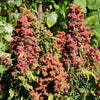 100 Organic COCOA CHERRY QUINOA Grain Chenopodium Quinoa Red & Brown Seeds