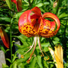 10 LEOPARD LILY California Tiger Lily Panther Lilium Pardalinum Yellow Orange Red Spotted Native Flower Seeds