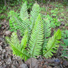 1500 Western SWORD FERN Giant Holly Swordfern Polystichum Munitum Aspidium Solitarium Spores Seeds