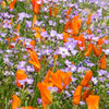 1000 BIRDS EYES Gilia Tricolor Lavender White Native Fragrant Hummingbird Flower Seeds