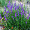 300 Blue ROCKY MOUNTAIN BEARDTONGUE Penstemon Strictus Flower Seeds