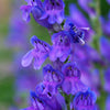 300 Blue ROCKY MOUNTAIN BEARDTONGUE Penstemon Strictus Flower Seeds