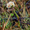 100 ARCTIC SWEET COLTSFOOT Petasites Frigidus Sun Shade Moist White Pink Flower Herb Seeds