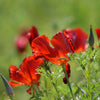 100 RED CALIFORNIA POPPY Eschscholzia Californica Native Flower Seeds