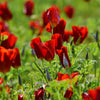 100 RED CALIFORNIA POPPY Eschscholzia Californica Native Flower Seeds