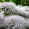 25 WHITE THROATWORT Trachelium Caeruleum Flower Seeds