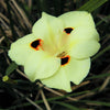 20 YELLOW AFRICAN IRIS Fortnight Lily Dietes Bicolor Butterfly Flag Spanish Peacock Iris Flower Seeds
