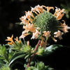 100 LARGE FLOWERED PHLOX Collomia Grandiflora Flower Seeds