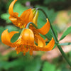 20 COLUMBIAN TIGER LILY Oregon Lily Lilium Columbianum syn. Canadense Parviflorum Orange Maroon Spotted Native Flower Seeds