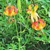 10 LEOPARD LILY California Tiger Lily Panther Lilium Pardalinum Yellow Orange Red Spotted Native Flower Seeds