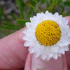 250 WHITE WINGED EVERLASTING Ammobium Alatum Flower Seeds