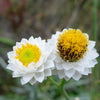 250 WHITE WINGED EVERLASTING Ammobium Alatum Flower Seeds