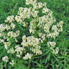 50 PURPLE MEADOW RUE Thalictrum Dasycarpum White & Yellow Flower Herb Seeds
