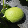 30 CRENSHAW MELON ( Muskmelon / Winter Melon / Cranshaw ) Cucumis Melo Fruit Seeds