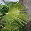 10 WAGNER WINDMILL PALM Dwarf Chusa Trachycarpus Fortunei Wagnerianus Tree Houseplant Seeds