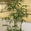 5 BAMBOO PALM Chamaedorea Seifrizii Reed or Parlor Palm Tree Sun Shade Houseplant Seeds
