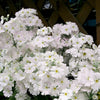 100 Mixed Colors FAIRY PRIMROSE Primula Malacoides Red Pink Purple White Baby Primrose Shade Houseplant Flower Seeds