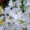 100 WHITE FAIRY PRIMROSE Primula Malacoides Baby Primrose Shade Houseplant Flower Seeds
