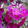 100 LAVENDER FAIRY PRIMROSE Purple Primula Malacoides Baby Primrose Shade Houseplant Flower Seeds
