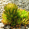 50 ROCK PINE Orostachys Japonica Multicolored Succulent Pink Flower Houseplant Seeds