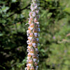 200 GRECIAN FOXGLOVE Wooly Digitalis Lanata Hummingbird White Yellow Purple Brown Flower Seeds