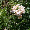 100 LARGE FLOWERED PHLOX Collomia Grandiflora Flower Seeds