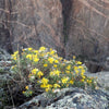 100 HAIRY GOLDEN ASTER Chrysopsis Heterotheca Villosa Herb Yellow Flower Seeds