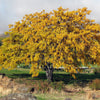 10 Thornless HONEYLOCUST Gleditsia Triacanthos Inermis Imperial Honey Locust Golden Yellow Tree Seeds