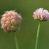 300 STRAWBERRY HEADED CLOVER Palestine Trifolium Fragiferum Pink Flower Seeds