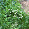50 PURPLE MEADOW RUE Thalictrum Dasycarpum White & Yellow Flower Herb Seeds
