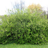 15 INDIAN PLUM Osoberry Oregon Oso Berry Oemleria Cerasiformis Fruit Shrub Seeds