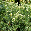 500 VIRGINIA MINT Pycnanthemum Virginianum Mountainmint Native White Flower Herb Seeds