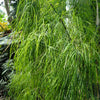 10 MEXICAN WEEPING BAMBOO Otatea Acuminata Rare Seeds