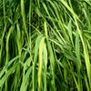 10 MEXICAN WEEPING BAMBOO Otatea Acuminata Rare Seeds