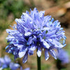 1500 GLOBE GILIA Bluehead Gilia Capitata Thimble Flower Seeds