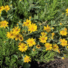 100 HAIRY GOLDEN ASTER Chrysopsis Heterotheca Villosa Herb Yellow Flower Seeds