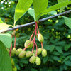 15 INDIAN PLUM Osoberry Oregon Oso Berry Oemleria Cerasiformis Fruit Shrub Seeds