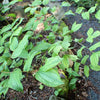 10 HOOKERS FAIRYBELLS Drops of Gold Prosartes Disporum Hookeri Native Flower Seeds