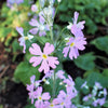 100 PINK FAIRY PRIMROSE Primula Malacoides Baby Primrose Shade Houseplant Flower Seeds
