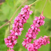 10 KISS ME OVER THE GARDEN GATE Princess Feather Polygonum Orientale Persicaria Orientalis Magenta Pink Flower Herb Seeds