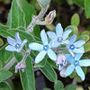 10 TWEEDIA BLUE MILKWEED Southern Star of Argentine Tweedia Caerulea syn. Oxypetalum Flower Vine Seeds
