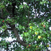 10 PORTIA TREE Yellow Pink Purple Flowers Change Color Pacific Rosewood Tulip Thespesia Populnea Seeds