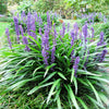 5 LILYTURF Liriope Muscari aka Big Blue Lily Turf / Monkey Grass Flower Seeds