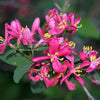 50 Tatarian Asian HONEYSUCKLE Lonicera Tatarica Pink Flower Shrub Bush Seeds